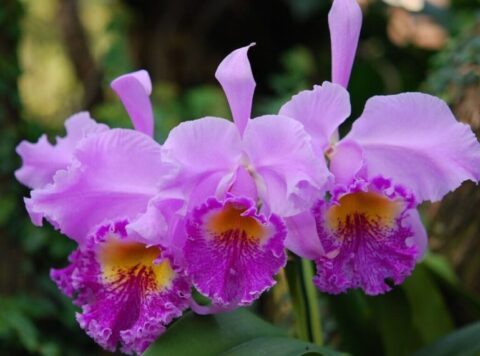 bugakosbor , cattleya orchidea
