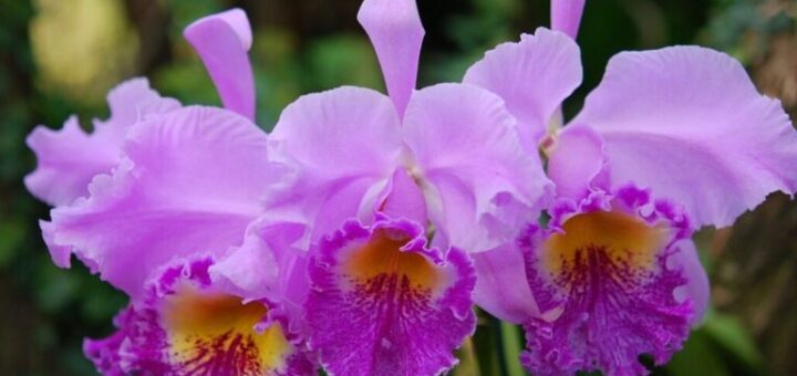 bugakosbor , cattleya orchidea