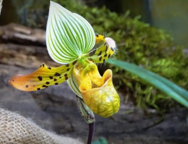 orchidea kiállítás 2022