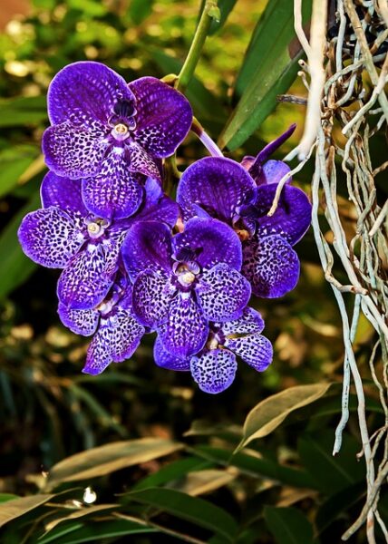 vanda orchidea
