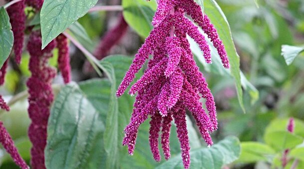 amaranthus
