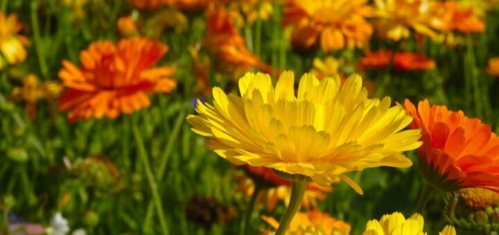 kerti körömvirág gondozása - gyógynövényekkel a betegségek ellen