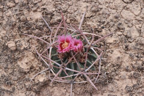 őszi kaktusz kiállítás 2020