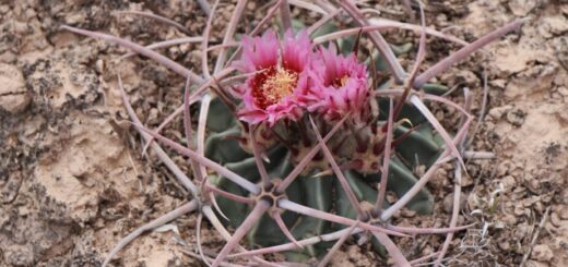 kaktusz kiállítás 2020