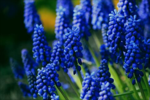 kék fürtös gyöngyike, muscari virágok