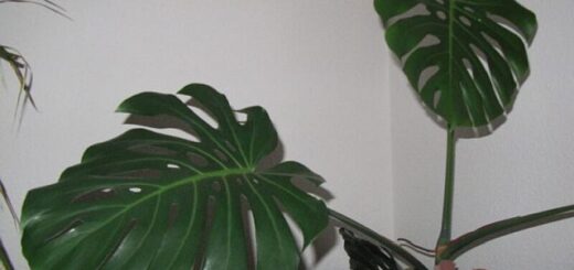 Könnyezőpálma gondozása