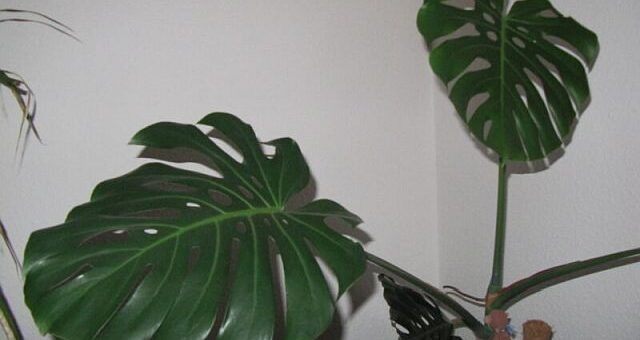 Könnyezőpálma gondozása