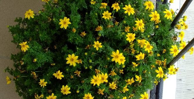 balkon aranya gondozása