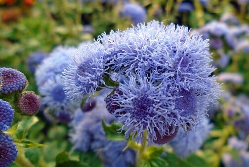 kékbojtocska gondozása