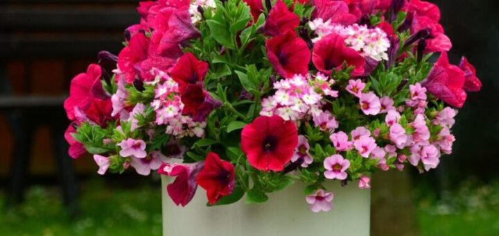 kisvirágú petúnia