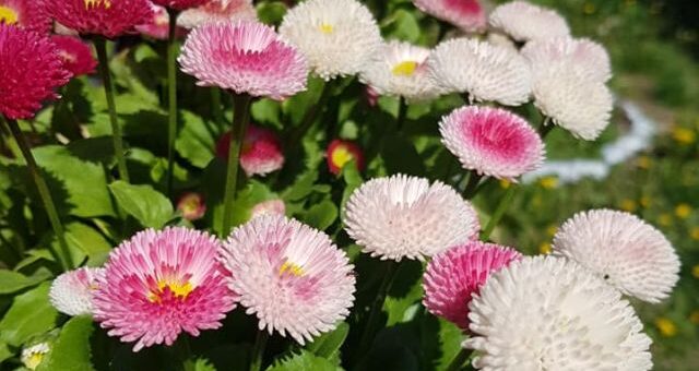 fehér és rószaszín százszorszép