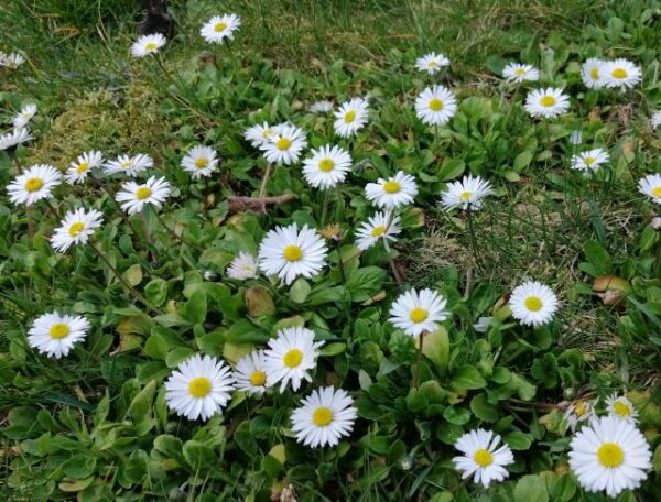 fehér százszorszép virágok a fűben