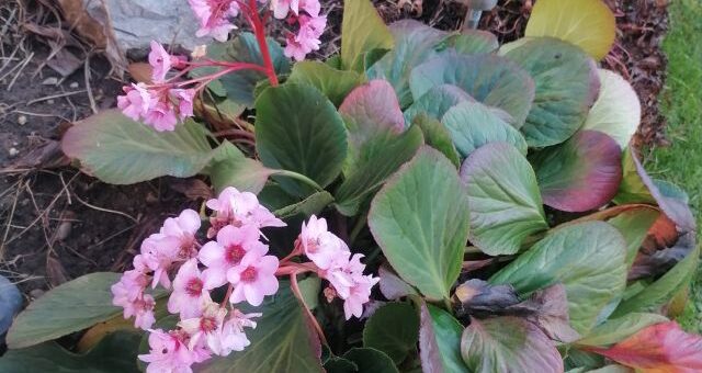 szívlevelű bőrlevél virágzásban