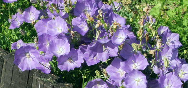 kárpáti harangvirág