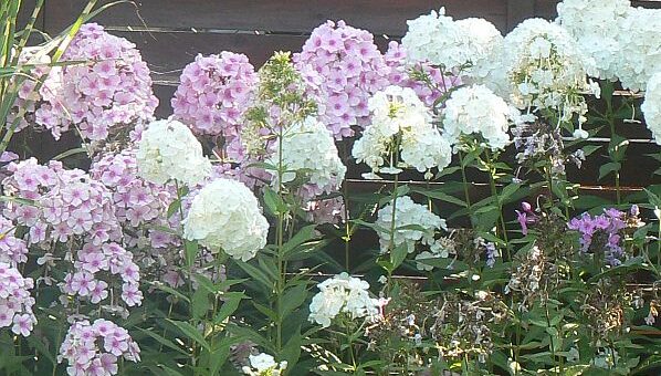 bugás lángvirág gondozása