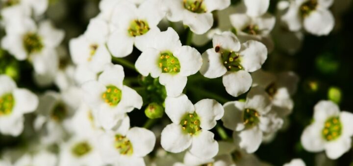 mézvirág, fülesternye gondozása