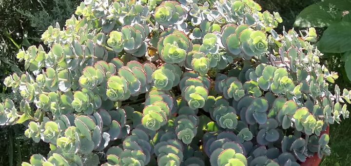 októberi varjúháj