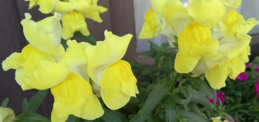 tátika, oroszlánszáj gondozása