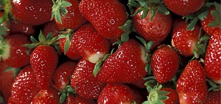 Szamóca nevelése erkélyen