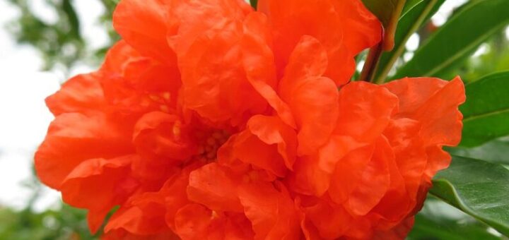 gránátalma gondozása