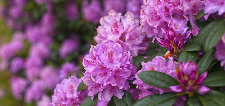 Rododendron gondozása