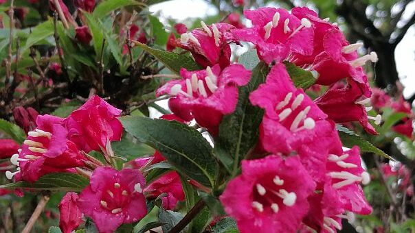 rózsalonc gondozása