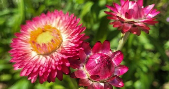 szalmarózsa vagy szalmavirág