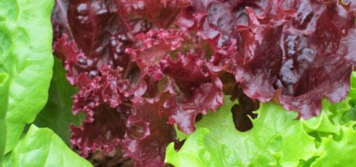 metélősaláta gondozása