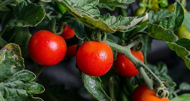 paradicsom aszalása