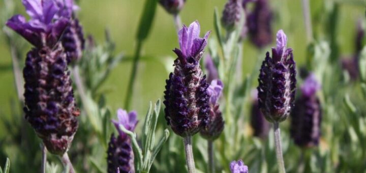 levendulafajták: füzéres levendula, spanyol levendula