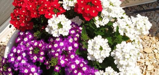 piros, ferér és lila verbéna virágok összeültetve