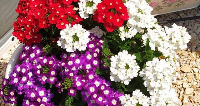 piros, ferér és lila verbéna virágok összeültetve