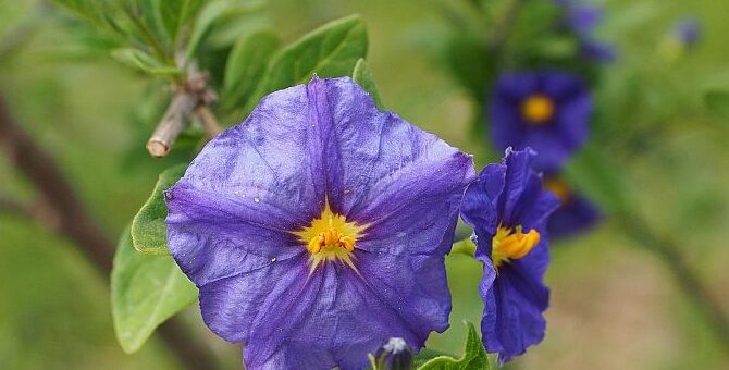 enciánfa gondozása