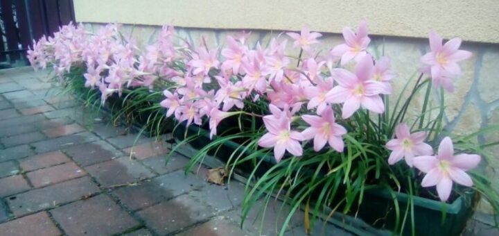 zefírvirág gondozása