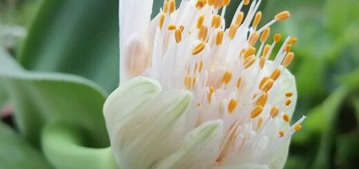 fehér vérvirág - Haemanthus albiflos
