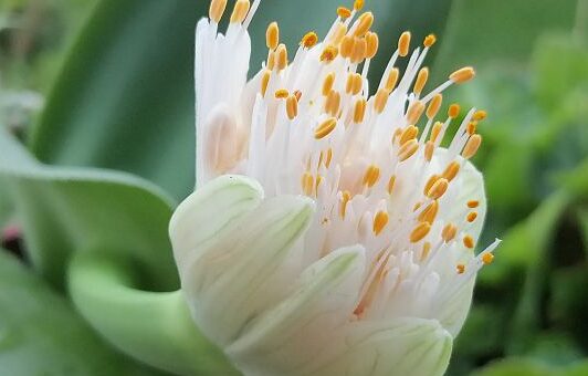 fehér vérvirág - Haemanthus albiflos