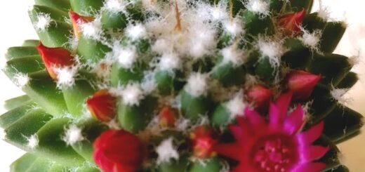 olvasói vélemyének