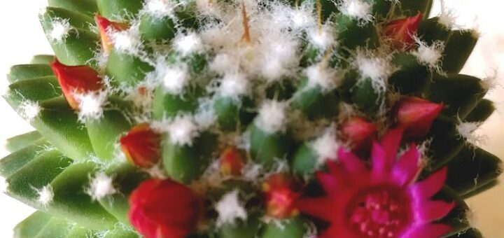 olvasói vélemyének