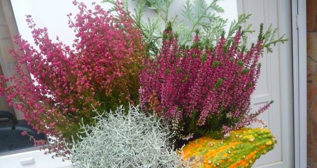 balra erika, jobbra csarab