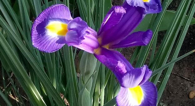 Legkedveltebb íriszfajták - mini írisz