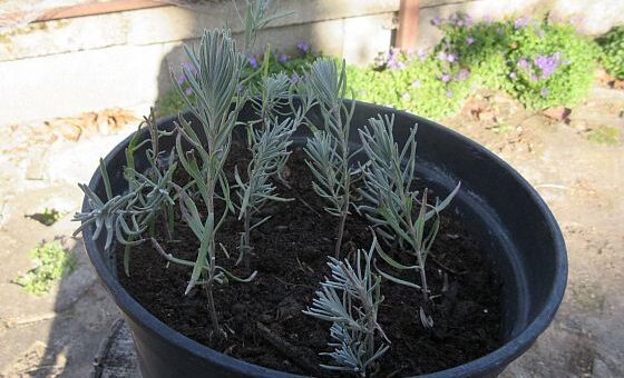 levendula szaporítása