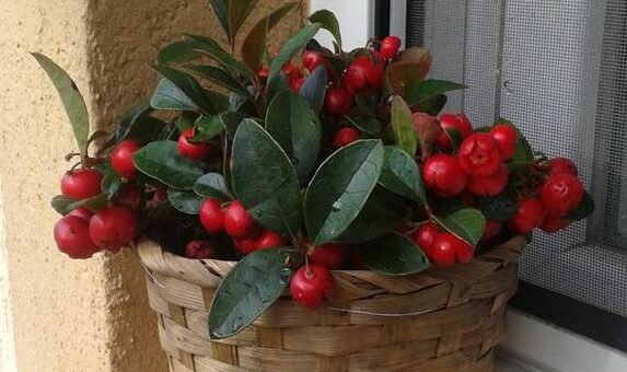 fajdbogyó gondozása