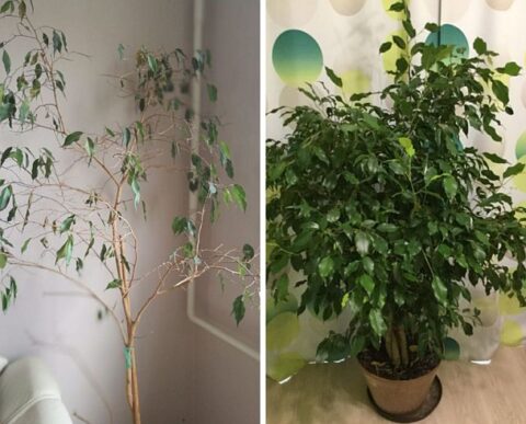 balra felkopaszodott Ficus benjamina levélhullás után, jobbra egészséges ficus benjamina