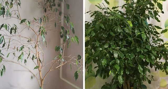Ficus benjamina levélhullása