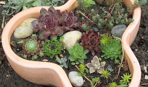 kövirózsák gondozása