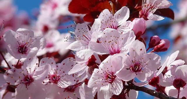 gyümölcsfa ültetés