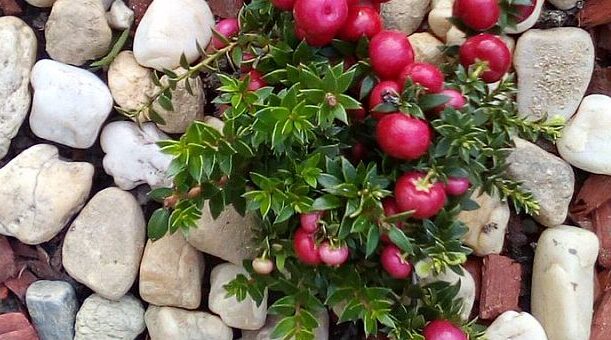 Tűzföldi mirtuszhanga gondozása