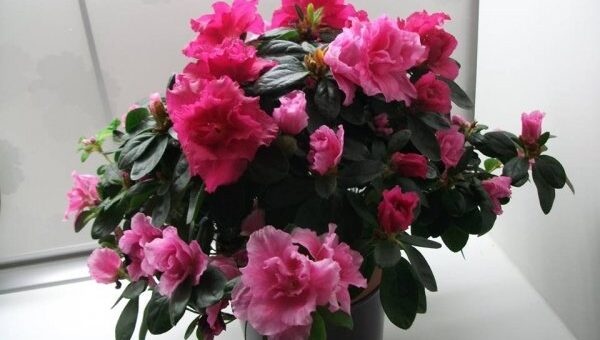 szobai azálea gondozása