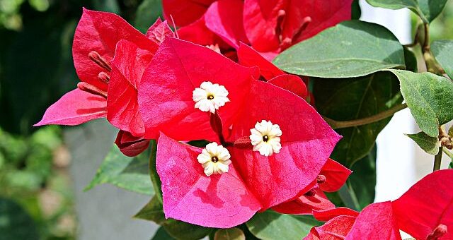 murvafürt (Bougainvillea) telelteése)