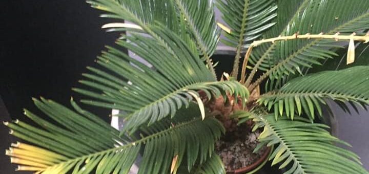 sárgul a cikász pálma levele